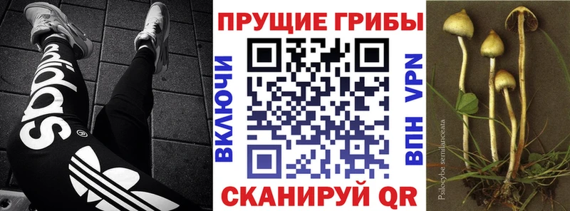 Псилоцибиновые грибы Psilocybe Азов